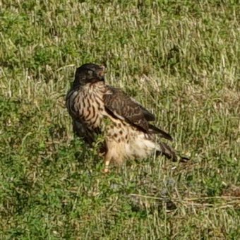 welke vogel is dit ?